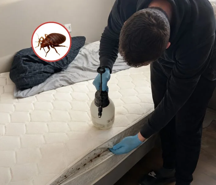 Technicien traitant un matelas contre les punaises de lit à Meudon